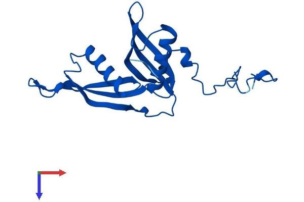 RPL18A Protein (AA 1-176) (His tag)