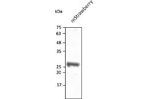 anti-mStrawberry Fluorescent Protein antibody