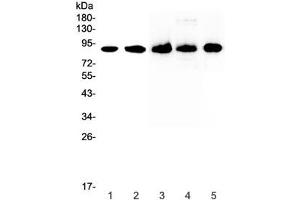 Western blot testing of 1) human HeLa, 2) human 22RV1, 3) rat spleen, 4) rat thymus and 5) mouse spleen lysate with CD44 antibody at 0. (CD44 抗体)
