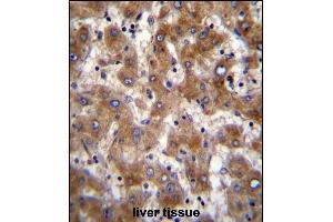 FUT4 Antibody (Center) (ABIN389262 and ABIN2839399) immunohistochemistry analysis in formalin fixed and paraffin embedded human liver tissue followed by peroxidase conjugation of the secondary antibody and DAB staining. (CD15 抗体  (AA 242-271))