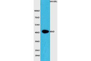 Lane 1: Mouse intestine lysate probed with Rabbit Anti-CTBP1 (Ser422) Polyclonal Antibody, Unconjugated (ABIN1386488) at 1:300 overnight at 4 °C. (CTBP1 抗体  (pSer422))