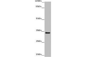 Western blot All lanes: IFT46 antibody at 8 μg/mL + Mouse skeletal muscle tissue Secondary Goat polyclonal to rabbit IgG at 1/10000 dilution Predicted band size: 35, 41 kDa Observed band size: 35 kDa (IFT46 抗体  (AA 1-304))