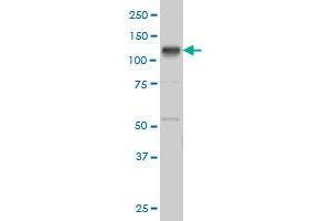 Image no. 1 for anti-EPH Receptor B3 (EPHB3) (AA 899-998) antibody (ABIN466010) (EPH Receptor B3 抗体  (AA 899-998))