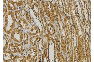 ABIN6278446 at 1/100 staining Mouse kidney tissue by IHC-P.