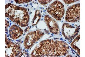 Image no. 9 for anti-Protein Disulfide Isomerase Family A, Member 4 (PDIA4) antibody (ABIN1500110) (PDIA4 抗体)