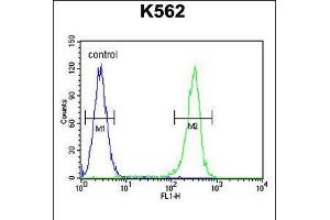 Flow cytometric analysis of K562 cells (right histogram) compared to a negative control cell (left histogram). (RECQL2 抗体  (AA 787-816))