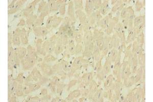 Immunohistochemistry of paraffin-embedded human heart tissue using ABIN7153256 at dilution of 1:100 (FXYD7 抗体  (AA 47-80))