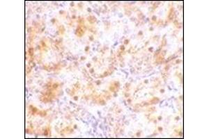 Immunohistochemistry of NENF in rat kidney tissue with this product at 10 μg/ml. (Neudesin 抗体  (C-Term))