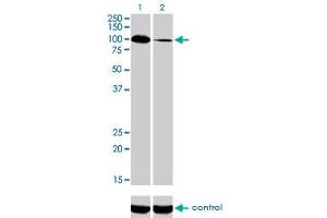Western blot analysis of SYNJ2 over-expressed 293 cell line, cotransfected with SYNJ2 Validated Chimera RNAi (Lane 2) or non-transfected control (Lane 1). (Synaptojanin 2 抗体  (AA 1396-1495))