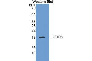 Western Blotting (WB) image for anti-Interleukin 5 Receptor, alpha (IL5RA) (AA 42-182) antibody (ABIN3206510) (IL5RA 抗体  (AA 42-182))