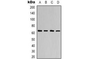 Western blot analysis of AMPK alpha 1 expression in Hela (A), K562 (B), NIH3T3 (C), H9C2 (D) whole cell lysates. (PRKAA1 抗体  (C-Term))