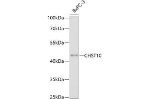 Western blot analysis of extracts of BxPC-3 cells, using CHST10 antibody (ABIN6132096, ABIN6138605, ABIN6138606 and ABIN6220580) at 1:3000 dilution. (CHST10 抗体  (AA 30-250))