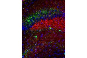 Indirect immunohistochemistry of a PFA fixed mouse hippocampus section with anti-Vamp7 (dilution 1 : 100; red) and anti-calretinin (cat. (VAMP7 抗体  (AA 119-188))