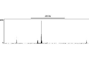 ChIP DNA-Sequencing (ChIP-seq) image for anti-Endothelial PAS Domain Protein 1 (EPAS1) (AA 400-450) antibody (ABIN7454018) (Recombinant EPAS1 抗体  (AA 400-450))