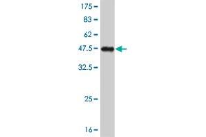 Western Blot detection against Immunogen (40. (NK2 Homeobox 5 抗体  (AA 1-130))