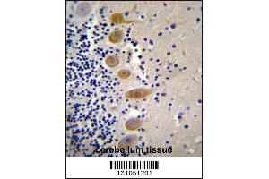 MST1 Antibody immunohistochemistry analysis in formalin fixed and paraffin embedded human cerebellum tissue followed by peroxidase conjugation of the secondary antibody and DAB staining. (MST1 抗体  (C-Term))