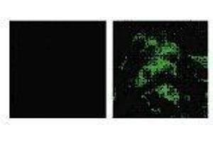 Immunofluorescence (IF) image for anti-SARS-Coronavirus Spike Protein (SARS-CoV S) antibody (ABIN2452119) (SARS-CoV Spike 抗体)