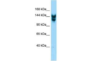Western Blotting (WB) image for anti-Nucleoporin 160kDa (NUP160) (C-Term) antibody (ABIN2788928) (NUP160 抗体  (C-Term))