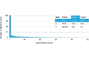 Analysis of Protein Array containing more than 19,000 full-length human proteins using Ferritin, Light Chain Mouse Monoclonal Antibody (FTL/1389) Z- and S- Score: The Z-score represents the strength of a signal that a monoclonal antibody (MAb) (in combination with a fluorescently-tagged anti-IgG secondary antibody) produces when binding to a particular protein on the HuProtTM array. (FTL 抗体  (AA 38-165))