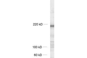 Western Blotting (WB) image for anti-G Protein-Coupled Receptor Associated Sorting Protein 1 (GPRASP1) (AA 64-440) antibody (ABIN1742524) (GPRASP1 抗体  (AA 64-440))