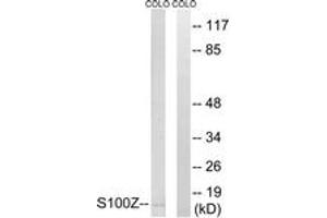 Western blot analysis of extracts from COLO cells, using S100Z Antibody. (S100Z 抗体  (AA 2-51))