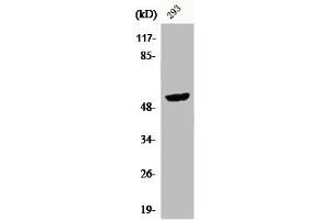 Western Blot analysis of 293 cells using CPA5 Polyclonal Antibody (CPA5 抗体  (Internal Region))