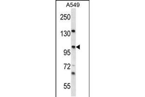 Western blot analysis in A549 cell line lysates (35ug/lane). (UNC45A 抗体  (N-Term))