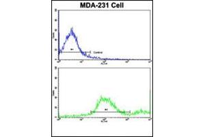 Flow cytometric analysis of MDA-231 cells using ADRA2B Antibody (Center)(bottom histogram) compared to a negative control cell (top histogram). (ADRA2B 抗体  (AA 349-378))