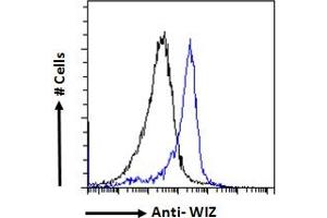 ABIN570947 Flow cytometric analysis of paraformaldehyde fixed HeLa cells (blue line), permeabilized with 0. (WIZ 抗体  (Internal Region))