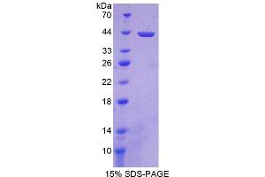 Image no. 1 for Misato Homolog 1 (MSTO1) (AA 13-363) protein (His tag) (ABIN4991106) (MSTO1 Protein (AA 13-363) (His tag))