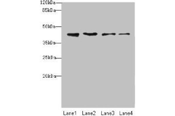 NUP43 antibody  (AA 1-200)