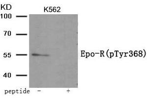 Western blot analysis of extracts from K562 tissue using Epo-R (Phospho-Tyr368) antibody. (EPOR 抗体  (pTyr368))