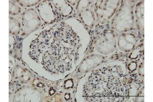 Immunoperoxidase of monoclonal antibody to NRF1 on formalin-fixed paraffin-embedded human kidney. (NRF1 抗体  (AA 201-285))