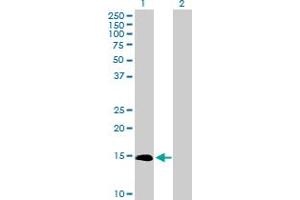 Western Blot analysis of IL3 expression in transfected 293T cell line by IL3 MaxPab polyclonal antibody. (IL-3 抗体  (AA 1-152))