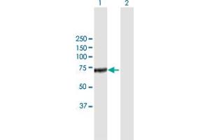 Western Blot analysis of CFHR5 expression in transfected 293T cell line by CFHR5 MaxPab polyclonal antibody. (CFHR5 抗体  (AA 1-569))