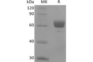 Western Blotting (WB) image for Butyrophilin-Like (LOC100045026) protein (Fc Tag) (ABIN7319908)