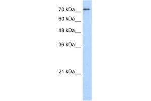 Western Blotting (WB) image for anti-Splicing Factor Proline/glutamine-Ric (SFPQ) antibody (ABIN2462180) (SFPQ 抗体)