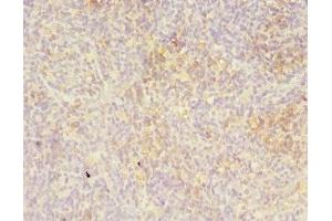 Immunohistochemistry of paraffin-embedded human thymus tissue using ABIN7158438 at dilution of 1:100 (LITAF 抗体  (AA 1-161))