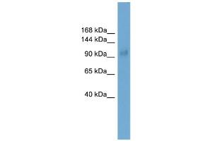 Western Blotting (WB) image for anti-SKI Family Transcriptional Corepressor 1 (SKOR1) (Middle Region) antibody (ABIN2780127)
