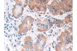 DAB staining on IHC-P; Samples: Human Stomach Tissue (LIPF 抗体  (AA 20-398))