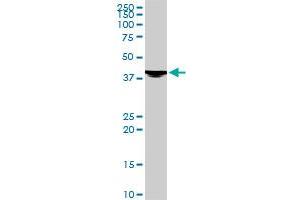 Western Blotting (WB) image for anti-EVX1 (EVX1) (AA 2-110) antibody (ABIN515423)