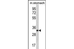 Western blot analysis of CDIPT Antibody (Center) (ABIN652986 and ABIN2842627) in mouse stomach tissue lysates (35 μg/lane). (CDIPT 抗体  (AA 99-125))
