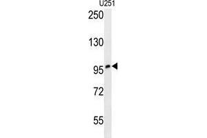 ZNF197 Antibody (N-term) western blot analysis in U251 cell line lysates (35 µg/lane). (ZNF197 抗体  (N-Term))
