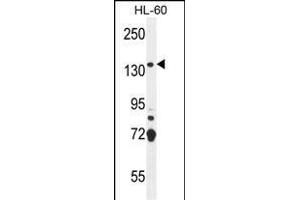 SOS2 Antibody (N-term) (ABIN655707 and ABIN2845158) western blot analysis in HL-60 cell line lysates (35 μg/lane). (SOS2 抗体  (N-Term))