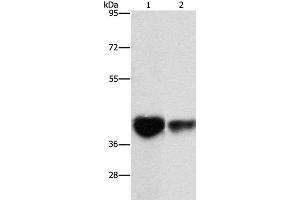 Western Blot analysis of Mouse brain tissue and NIH/3T3 cell using IDH3G Polyclonal Antibody at dilution of 1:350 (IDH3G 抗体)