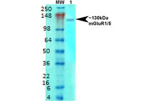 Western Blot analysis of Rat brain membrane lysate showing detection of mGluR5 Glutamate Receptor protein using Mouse Anti-mGluR5 Glutamate Receptor Monoclonal Antibody, Clone S75-33 . (Metabotropic Glutamate Receptor 5 抗体  (AA 824-1203) (Atto 390))