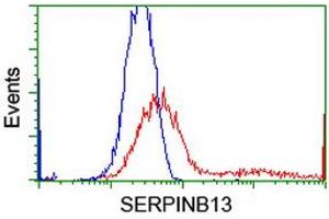 HEK293T cells transfected with either RC211032 overexpress plasmid (Red) or empty vector control plasmid (Blue) were immunostained by anti-SERPINB13 antibody (ABIN2455117), and then analyzed by flow cytometry. (SERPINB13 抗体)