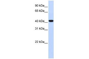 WB Suggested Anti-FOXD1 Antibody Titration:  0. (FOXD1 抗体  (Middle Region))