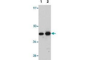 Western blot analysis of rat kidney tissue with ANAPC7 polyclonal antibody  at (Lane 1) 1 and (Lane 2) 2 ug/mL dilution. (ANAPC7 抗体  (C-Term))