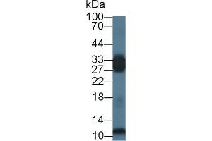 Western Blot; Sample: Mouse Skeletal muscle lysate; Primary Ab: 1µg/ml Rabbit Anti-Human PGAM2 Antibody Second Ab: 0. (PGAM2 抗体  (AA 1-236))